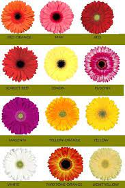 My Favorite Flower Gerber Daisies Flowers Daisy Gerber Daisies