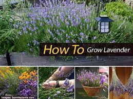 How To Tips On Growing Lavender Growing Lavender Plants Planting Flowers