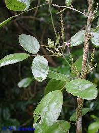 Image result for Galactia striata