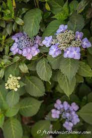 Why Are My Hydrangeas Not Blooming Hydrangea Not Blooming When Do Hydrangeas Bloom Growing Hydrangeas