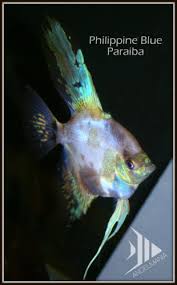 Pin On Angelfish Discus