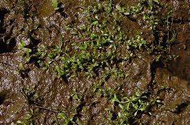 Image result for Cantinoa americana