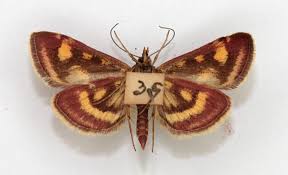 Image result for Pyrausta purpuralis