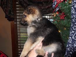 German shepherds have been a part of our family for over 25 years, and we take pride in our dogs through the love and care we provide to them. For Sale Shepherd Country