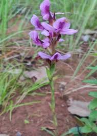 Image result for Satyrium amblyosaccos