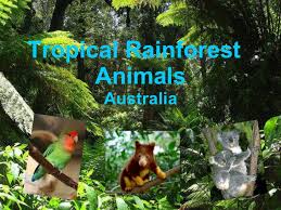 Strata of the rainforest different animals and plants live in different parts of the rainforest. Tropical Rain Forest