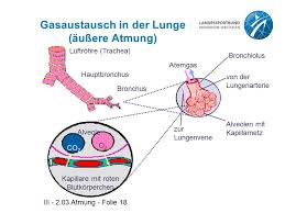 Atmung Ppt Video Online Herunterladen