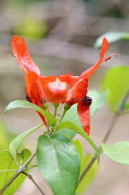 Image result for Ruttya fruticosa