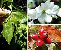 Image result for Vincetoxicum apiculatum