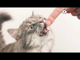Kedi Tirmalamasi Kuduza Neden Olur Mu Youtube