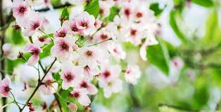 Maybe you would like to learn more about one of these? Happy First Day Of Spring Construction Company Immo Rainbow