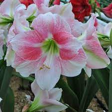 Pin On Beautiful Amaryllis