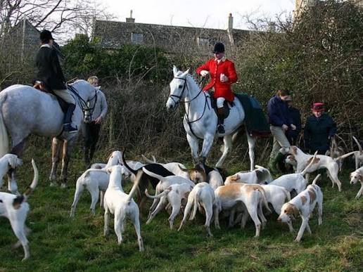 English Fox Hunting Dogs Cheap English Foxhound Hunting Top Sellers English Foxhounds The