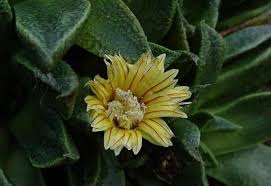 Image result for Nananthus vittatus