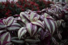Check spelling or type a new query. Growing Wandering Jew Plants How To Care For Spiderwort Plants