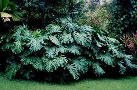 Monstera Deliciosa Split Leafed Philodendron Swiss Cheese Plant Plants Monstera Deliciosa Tropical Landscape Design