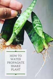 How To Propagate Snake Plant Or Sansevieria In Water Sansevieria Plant Plants Plant Care Houseplant