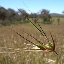Image result for Themeda triandra