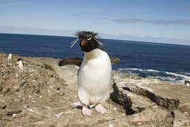 Rockhopper Penguin Facts - Critterfacts