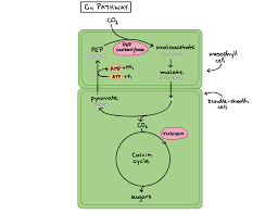 The cam pathway is carried out in plants like cacti that also need to conserve water during the day. C3 C4 And Cam Plants Article Khan Academy