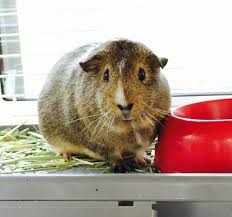 Pin By K C E On Cuteness Fury Animals Animals Cute Hamster