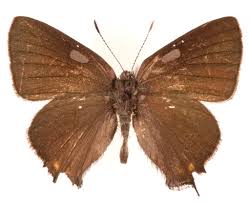 Image result for Satyrium ecalcaratum