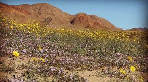 Death valley's badwater basin is the point of lowest elevation in north america, at 282 feet (86 m) below sea level. Death Valley Blossoms With Color In Potential Super Bloom Abc News