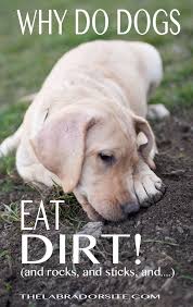 If your dog is licking dirt inside your garden or from your houseplants, it is probably not a cause for concern. Why Do Dogs Eat Dirt Stones And Trash A Guide To Dogs Eating Dirt Dog Eating Dogs Dog Behavior