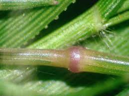 Image result for Eragrostis gangetica
