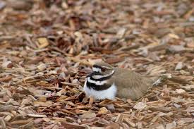 Do birds abandon their eggs if you touch them? Photos Bird Lays Eggs On Elementary School Playground Langley Advance Times