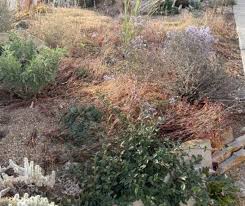 Image result for Erlangea remifolia