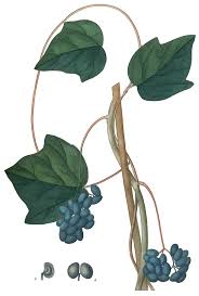 Requires 30 farming and 1 fresh water per tile to sow. Menispermum Canadense Wikipedia
