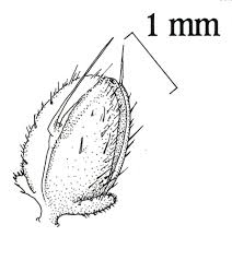 Image result for Urtica urens