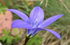 Image result for Wahlenbergia pulchella
