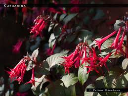 Catharina Fuchsiafinder