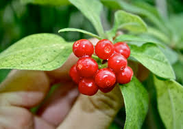 Image result for Psychotria heterosticta