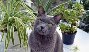 Jul 09, 2021 · daylilies, like true lilies, are dangerous for animals but not as extremely toxic to cats. 5 Common Houseplants That Are Toxic To Cats Lovely Greens