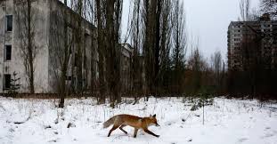 Looking to download safe free latest software now. The Chernobyl Disaster May Have Also Built A Paradise Wired
