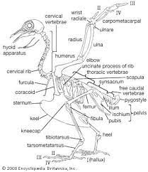 Some of the worksheets displayed are dissecting a leg activity instructions, unit4 unit introducing the unit 4, chicken wing anatomy lab, chicken wing dissection. Bird Description Species Classification Types Facts Animal Skeletons Bird Vet Medicine