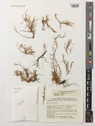 Image result for Isolepis fluitans