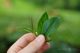 Image result for Camellia sinensis
