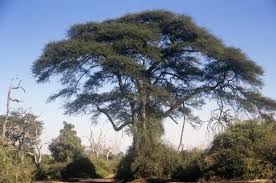 Image result for Acacia tortilis