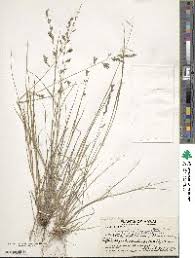 Image result for Eragrostis rotifer
