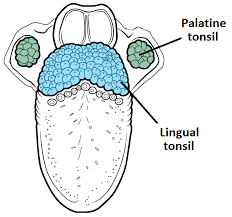 Select from premium lingual tonsil of the highest quality. The Tonsils Waldeyer S Ring Lingual Pharyngeal Palatine Tubal Teachmeanatomy