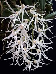 Image result for Cyrtorchis brownii