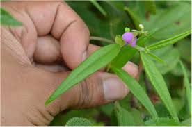 Image result for Polygala erioptera