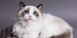 We did not find results for: 25 Nama Kucing Betina Lucu Mudah Diingat Dan Artinya Pintarpet