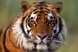 Productores destacados de la semana: Signification Du Tigre Spirituel Et Psychologique 2021 Enor Cerna France Inc