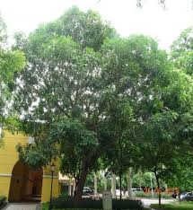 Image result for Mimusops obtusifolia