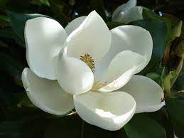 Pin On Natural Health